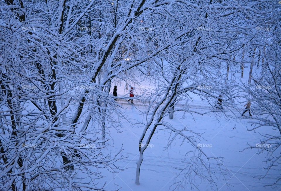 Winter, Snow, Cold, Frost, Tree