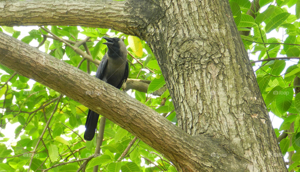 Crow on the tree. nature