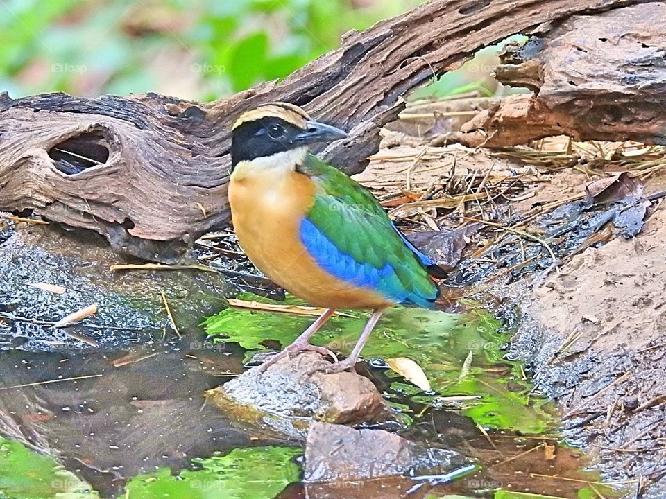 Blue-winged Pitta from Thailand