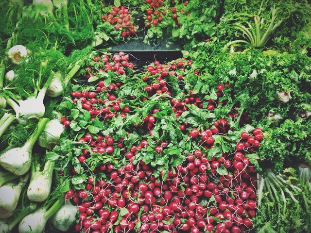 Radish