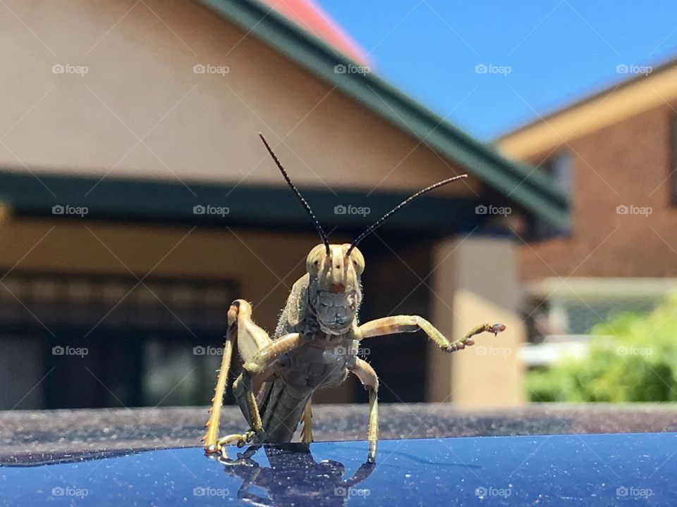 Giant Grasshopper on a hot tin roof, actually car roof on a hot day thus his little tap dance 