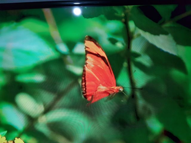 Borboleta Jardim