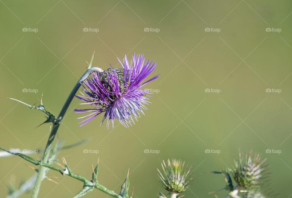 A single flower in the field