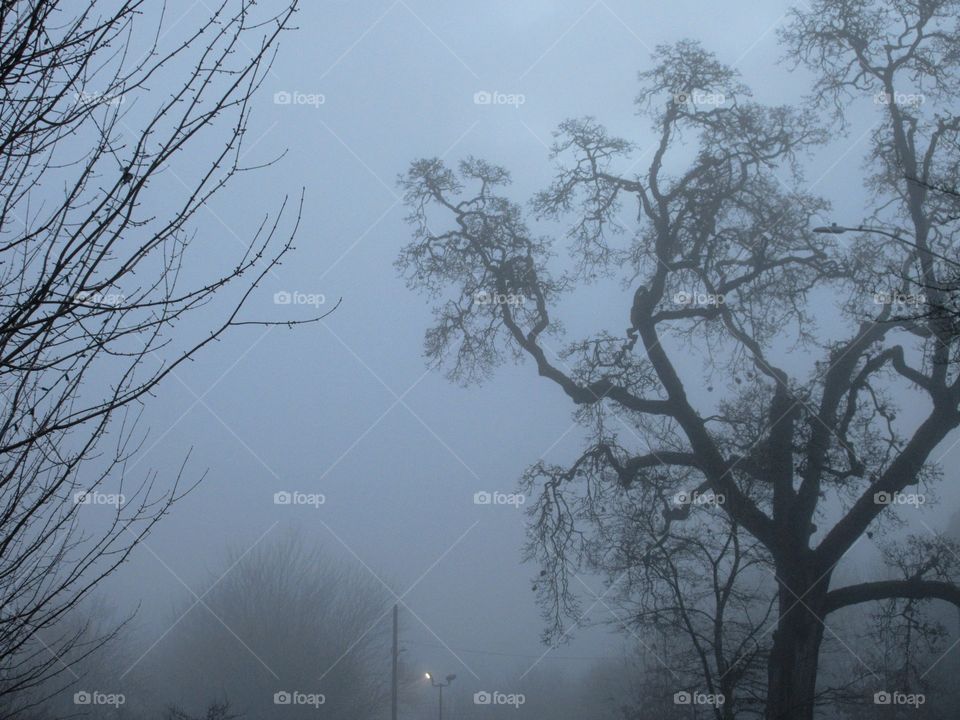 oak in the fog