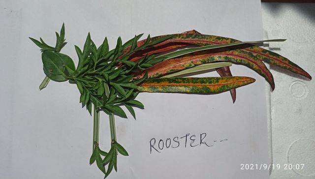 leaf art