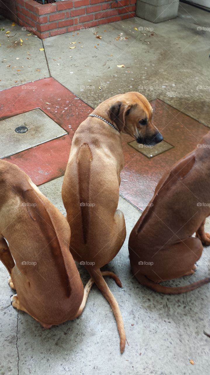 Caught in the rain, they turn into cats and won't move to get their paws wet