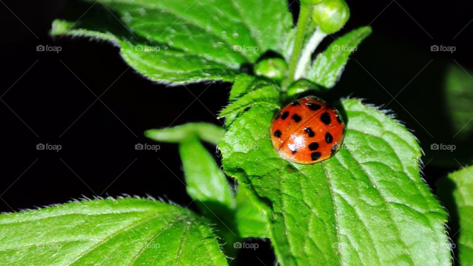 Lady bug on leaf