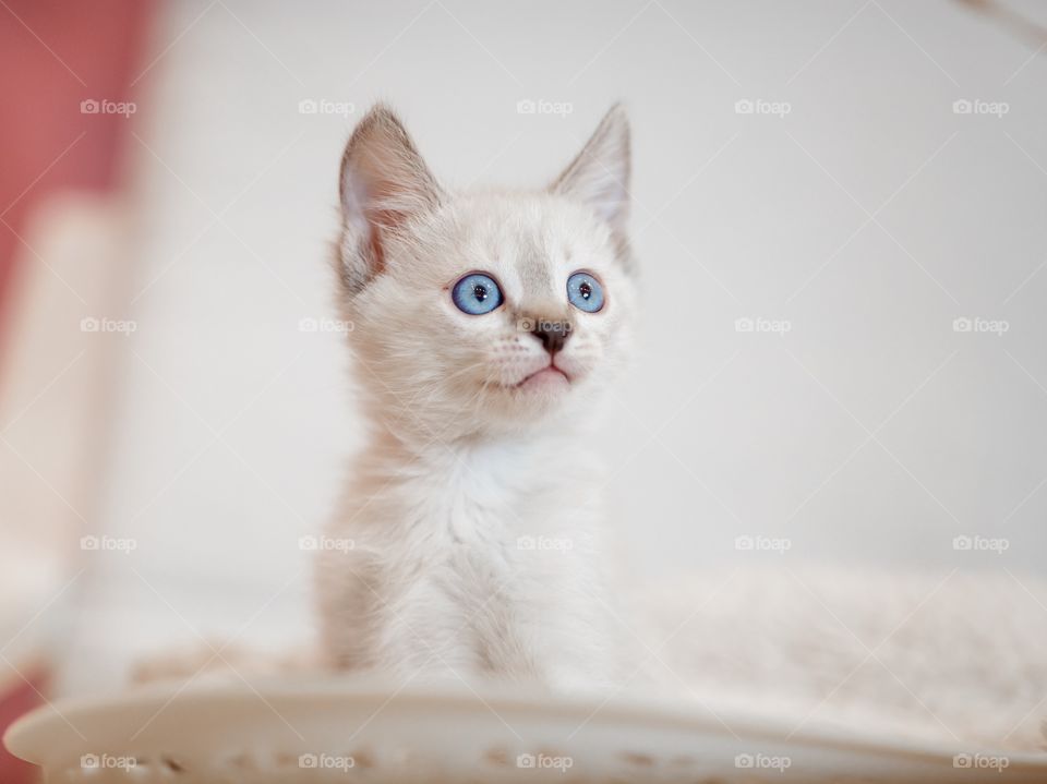 Little Tibet color-point kitten playing