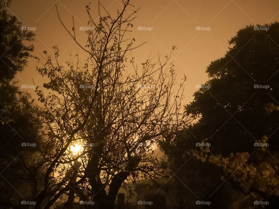 Tree Night Fog, Nature, Castelo de Vide, Portugal