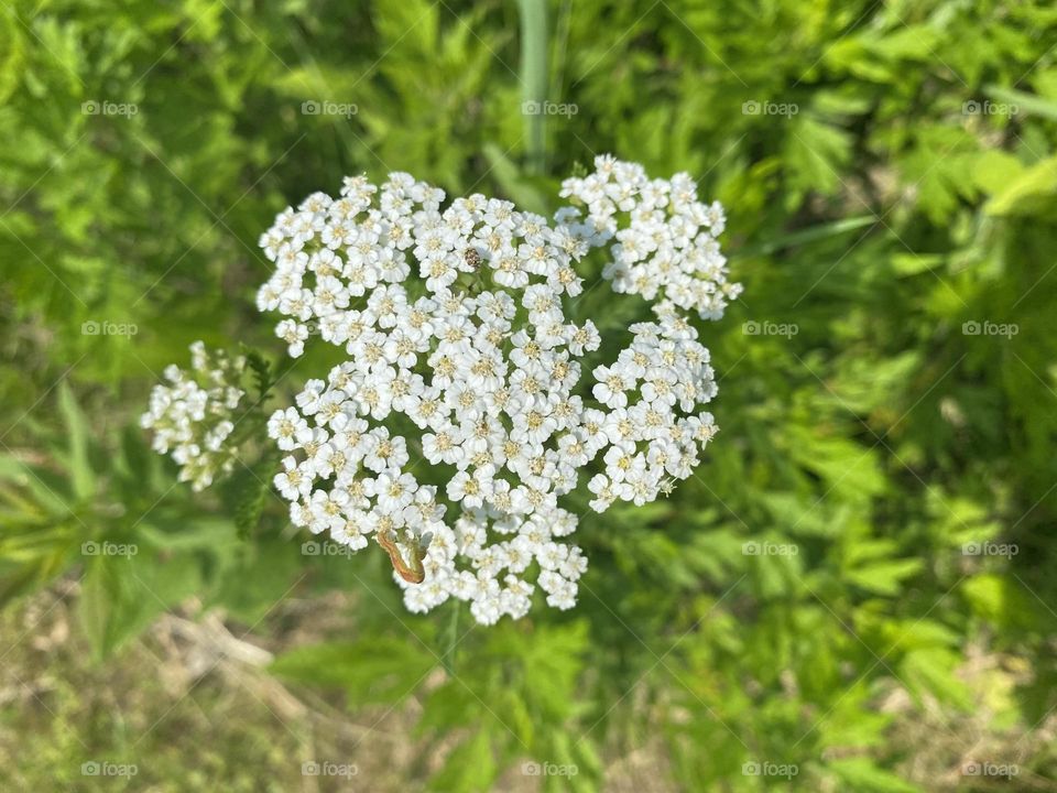 Achillea millefolium