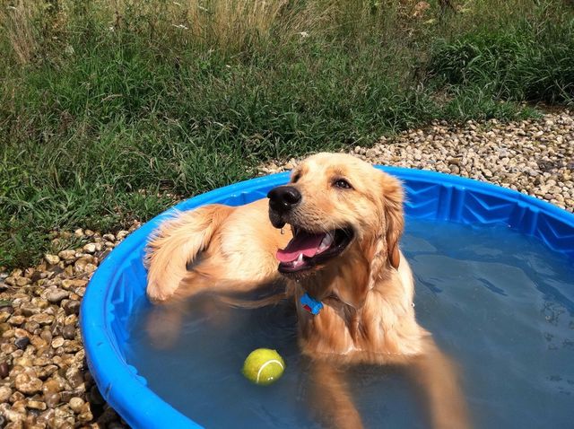 Dog park