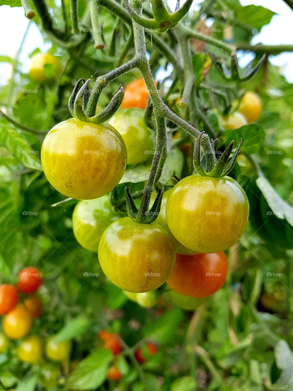 Tomatoes