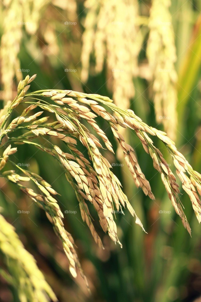 Rice plant