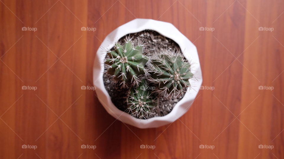 Tree small cactus in a white pot, plants 