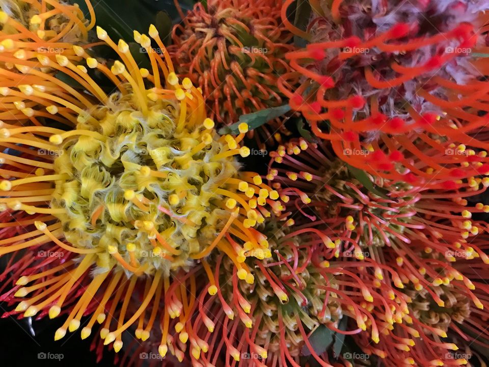 Multicolored flowers with texture