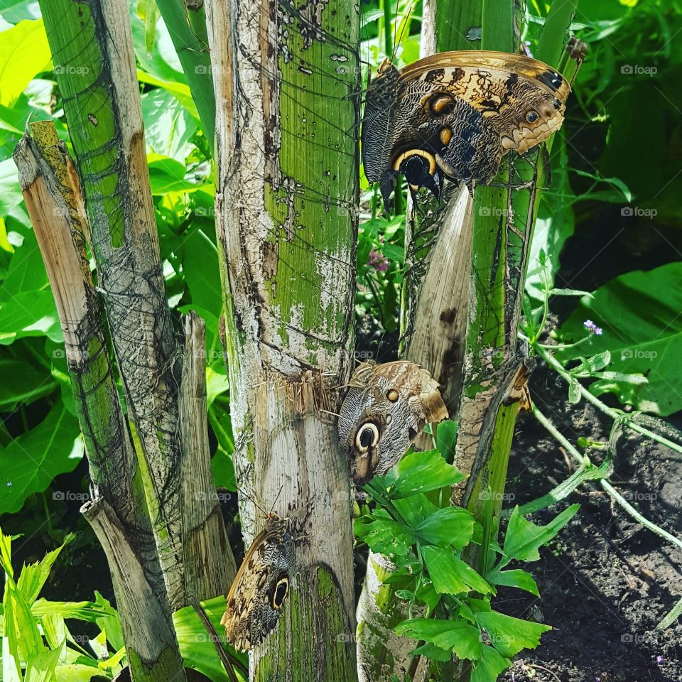 Tree, Nature, Wood, Wildlife, Bird