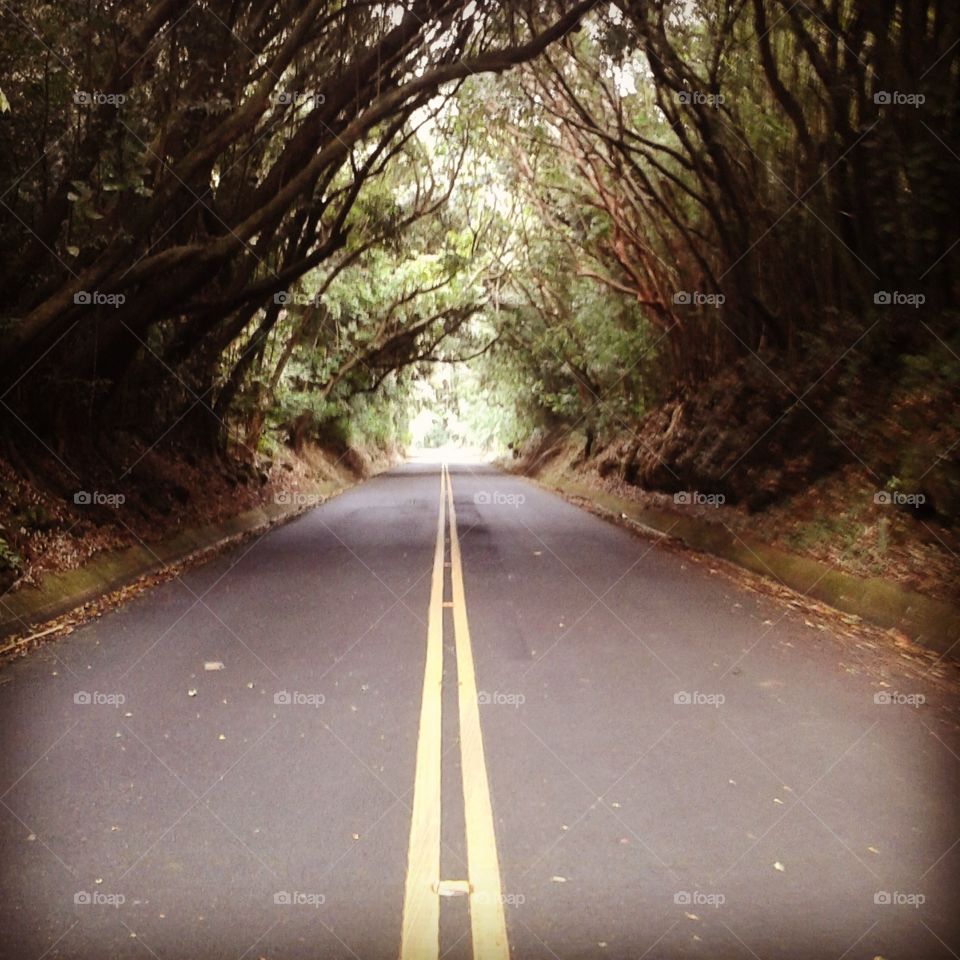 Tree Tunnel. Driving around the island in Hawaii.