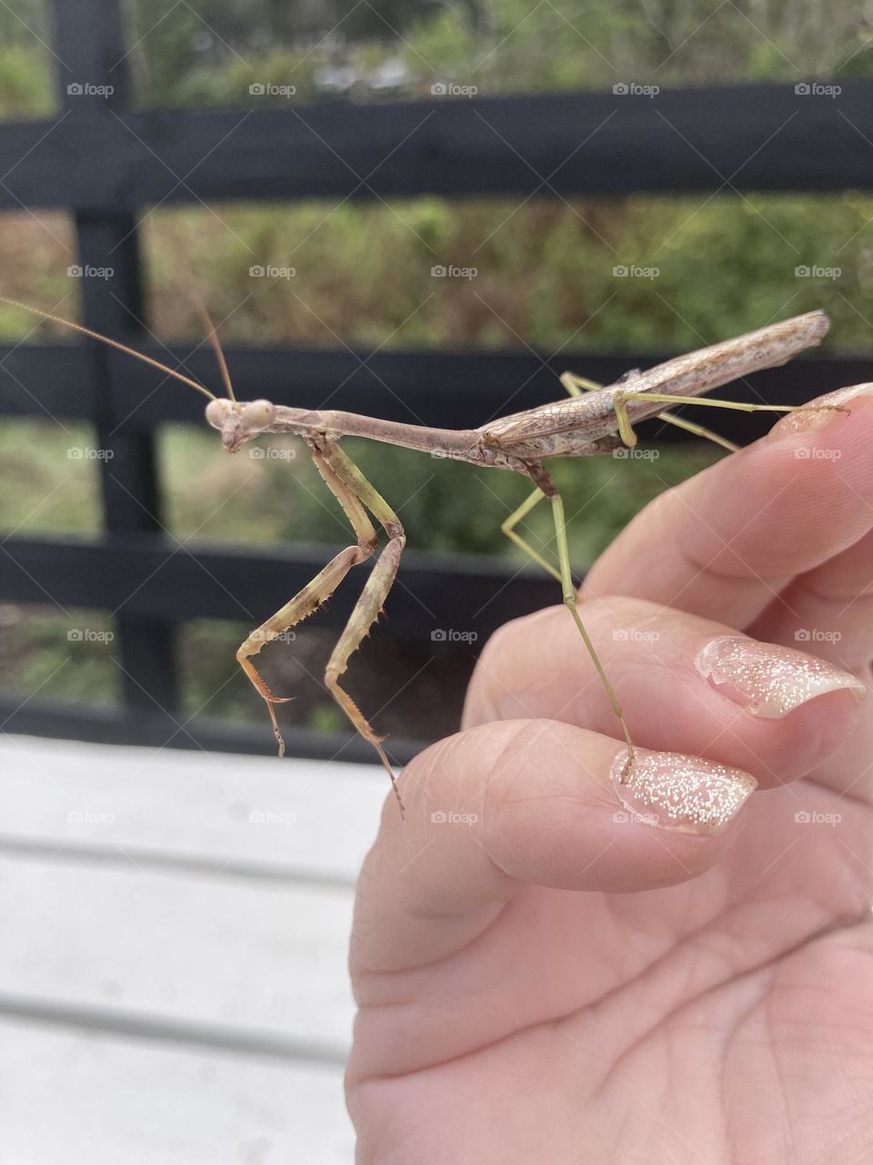 Praying mantis 
