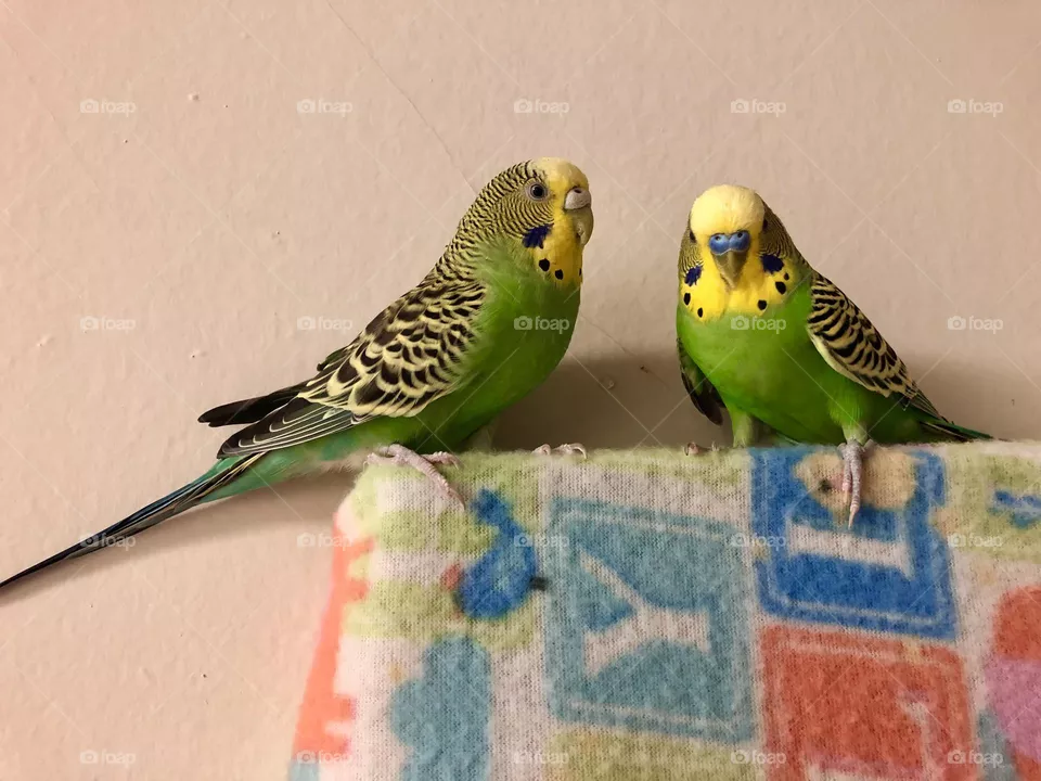 Kiwi & Coco my pet birds / cute birdies together 