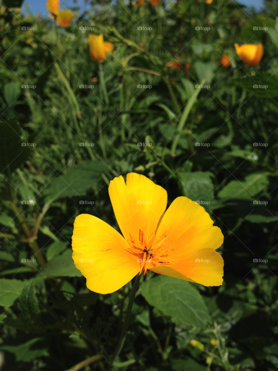 yellow flora grass gul by cabday