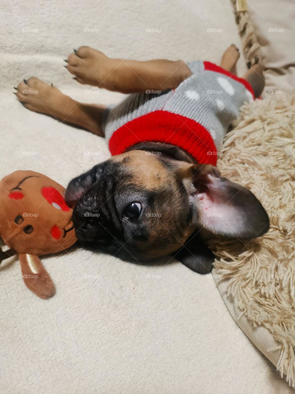 Братья наши меньшие