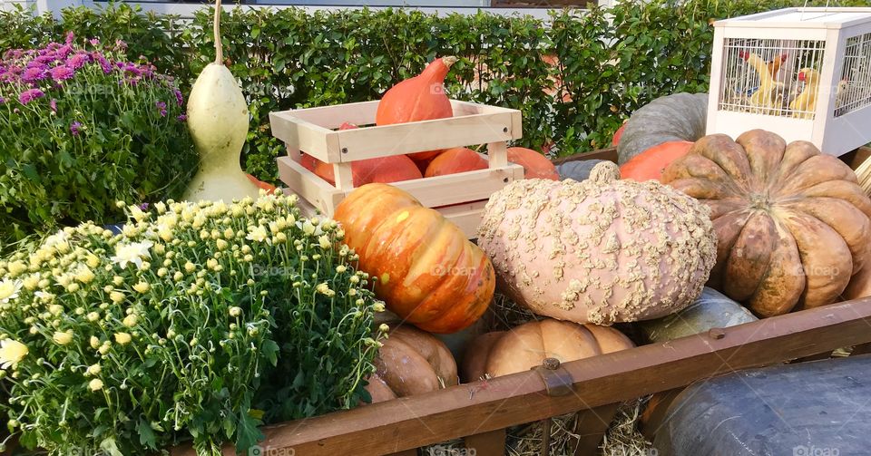 Autumn pumpkins 