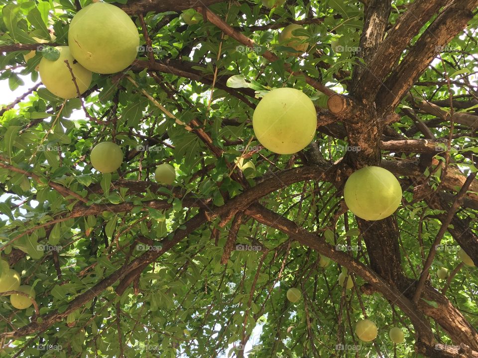 What's the name of this tree?