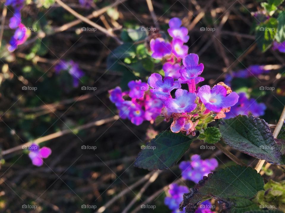 Trailing Lantana, weeping lantana, creeping lantana, small lantana, purple lantana or trailing shrubverbena. This lantana is native to South America.