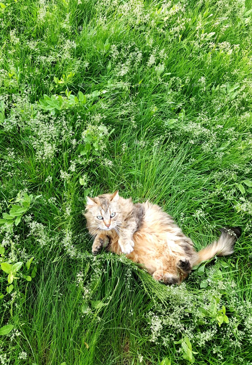 Kitty in the grass