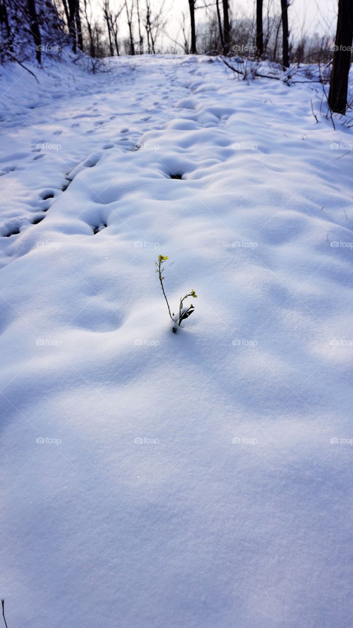 Snow, Winter, Cold, Ice, No Person