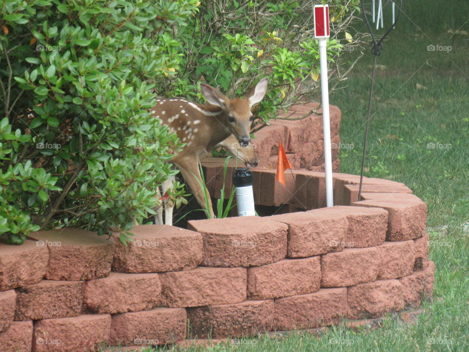 baby deer peeking out in my yard