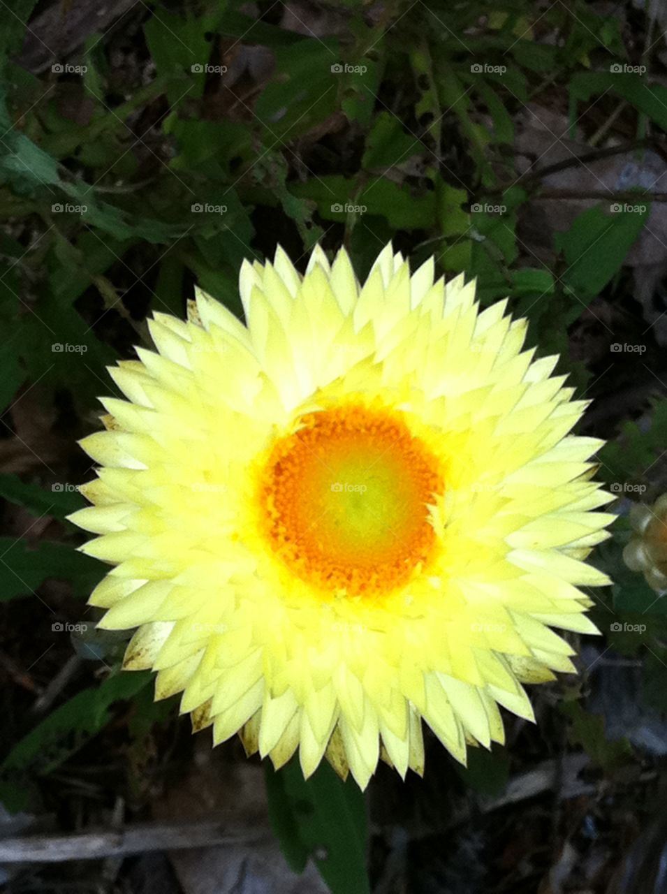 Yellow flower