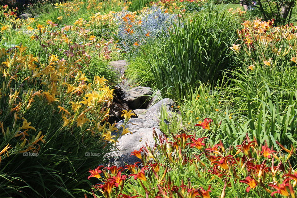 Colorful day lilies on the edge of a stream in the middle of a brightly lit forest