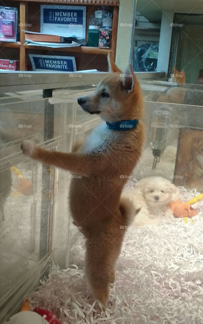 Cute Dog Standing on Hind Legs