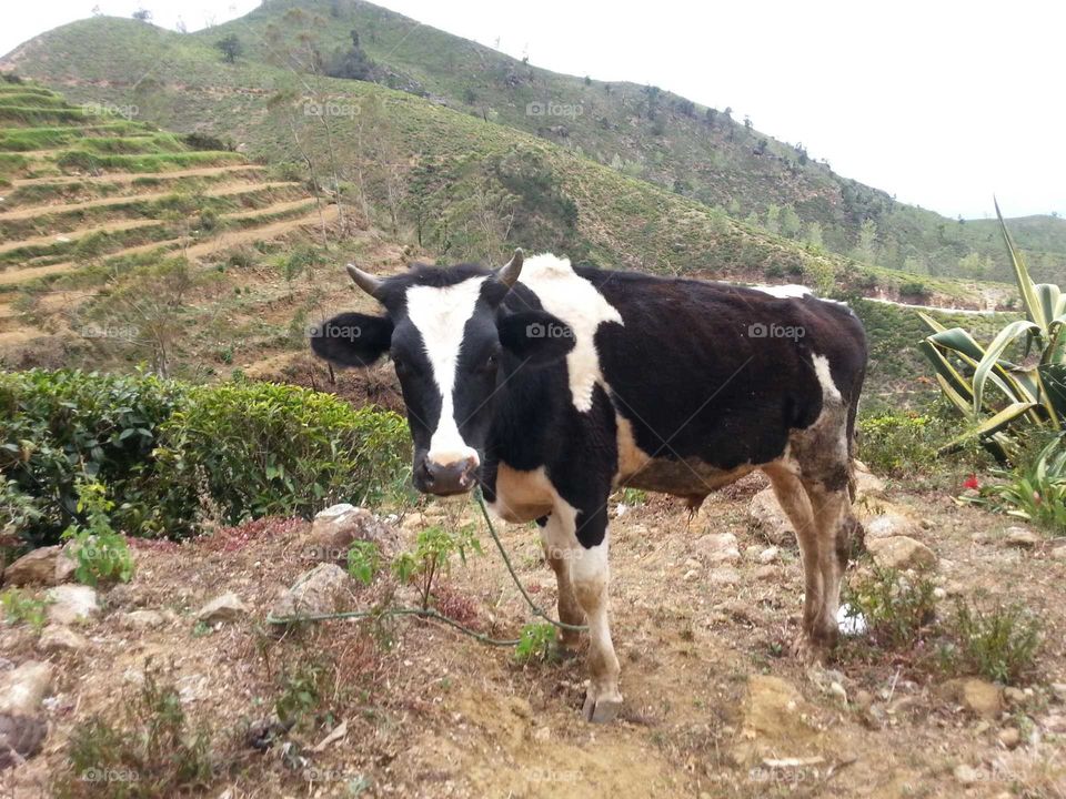 Sri Lanka  cow