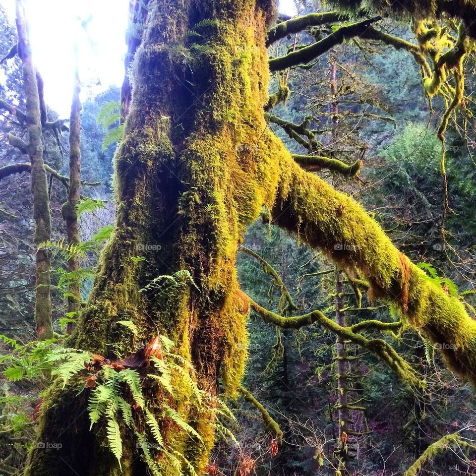 Close-up of tree trunk covered with moss