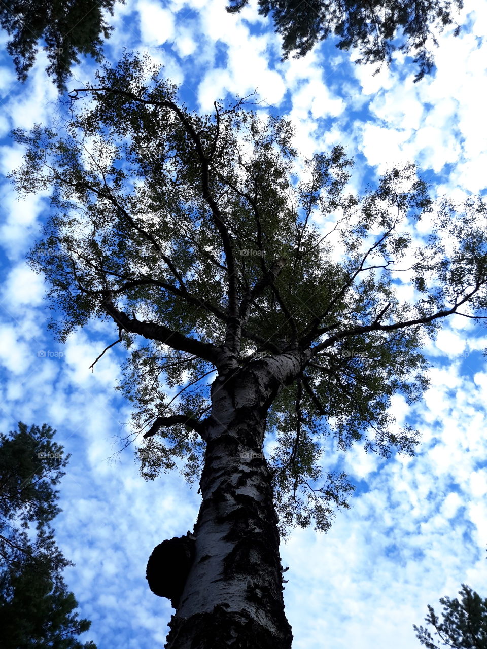 Tree in summer blue sky