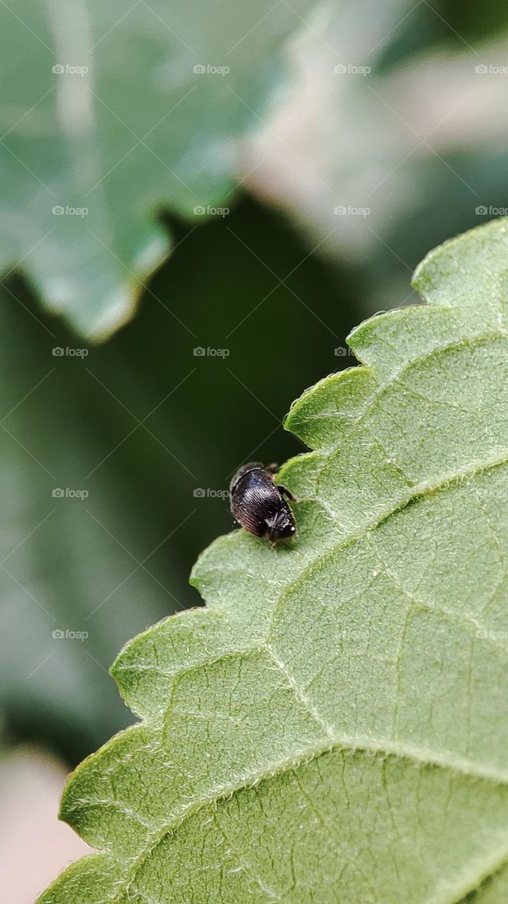 Bug on leaf