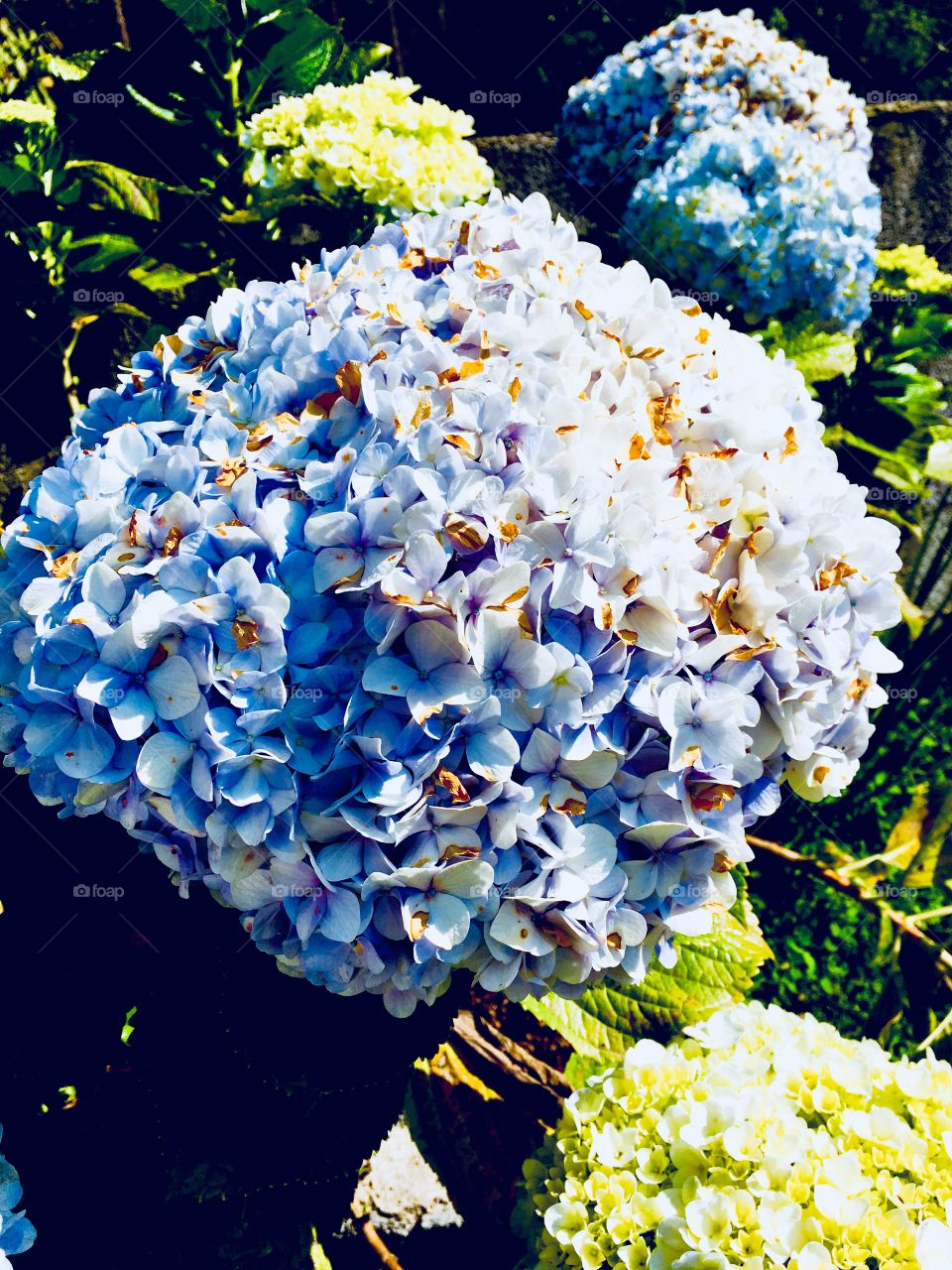 Hortênsias que ficaram azuis devido a cor da terra. Sabia que a cor delas varia de acordo com o PH do solo?