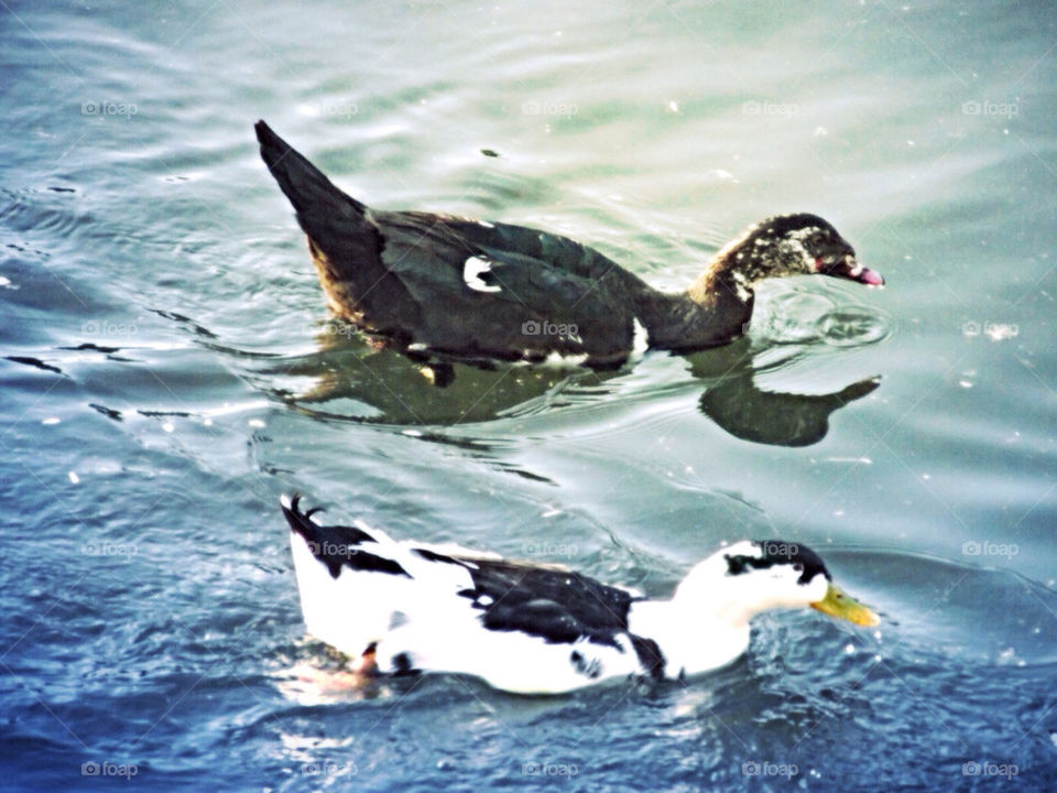 a pair of ducks swimming in a lake of clear blue water