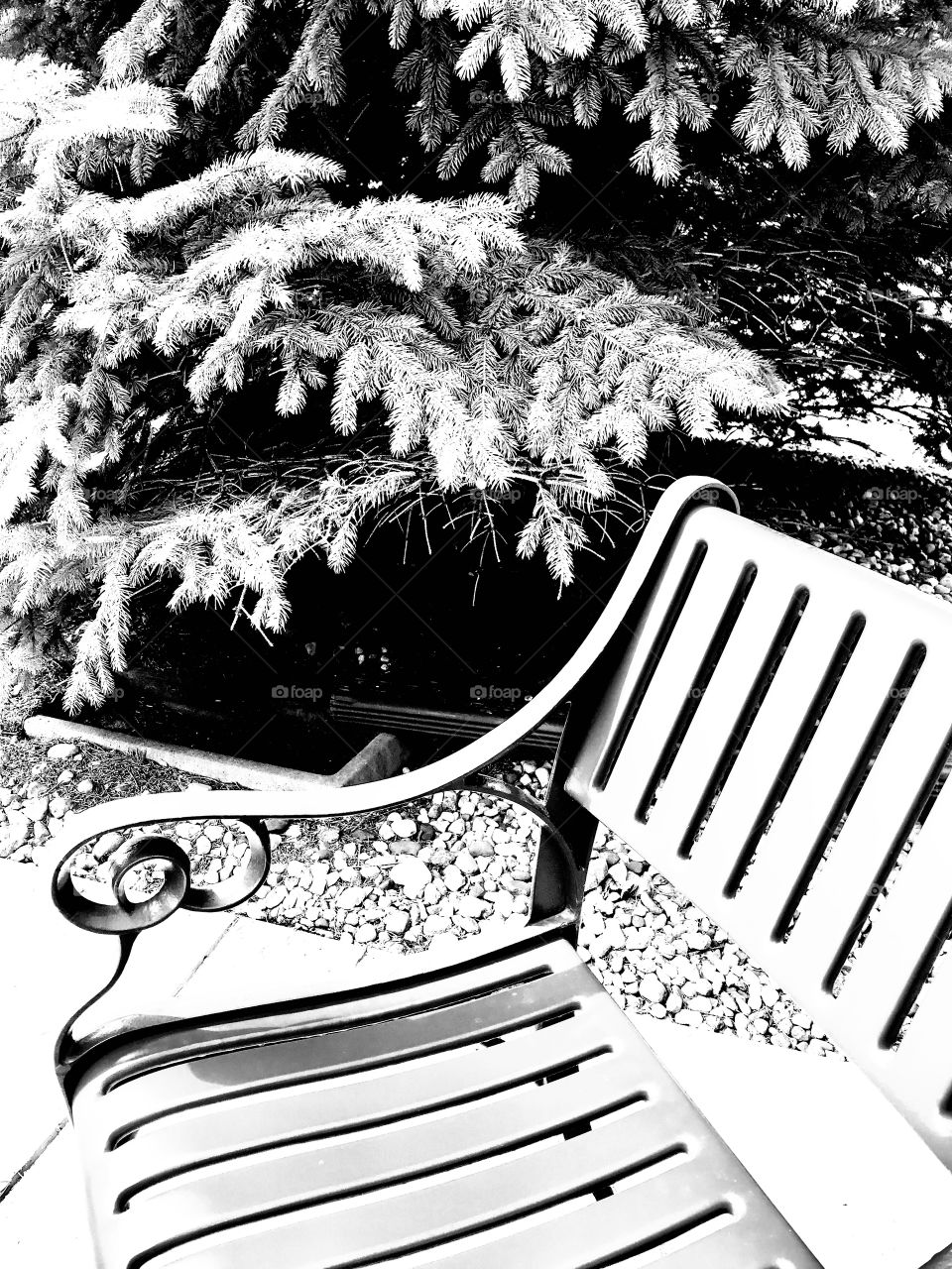 Black and white photo of outdoor furniture sitting next to large pine tree on front patio. 