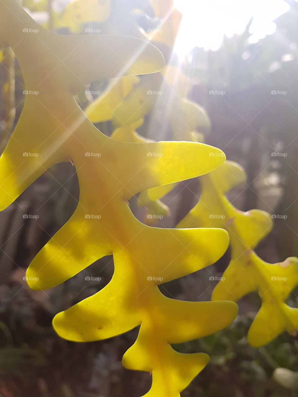 Close-up of yellow leaves