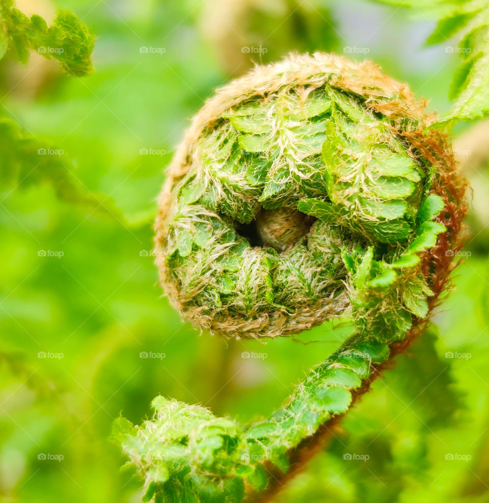 Green plant portrait