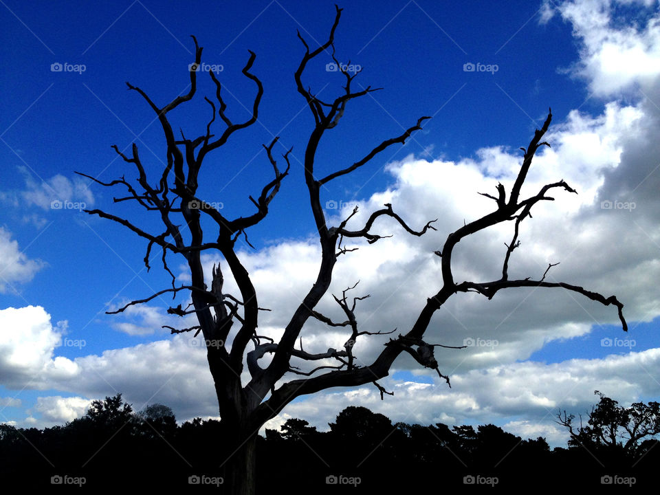 sky blue tree clouds by dannytwotaps