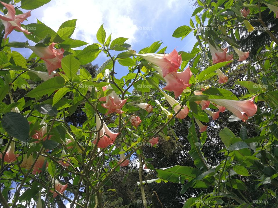 bell flowers