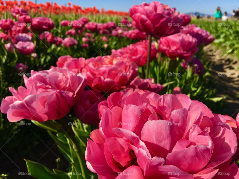 Pink flower