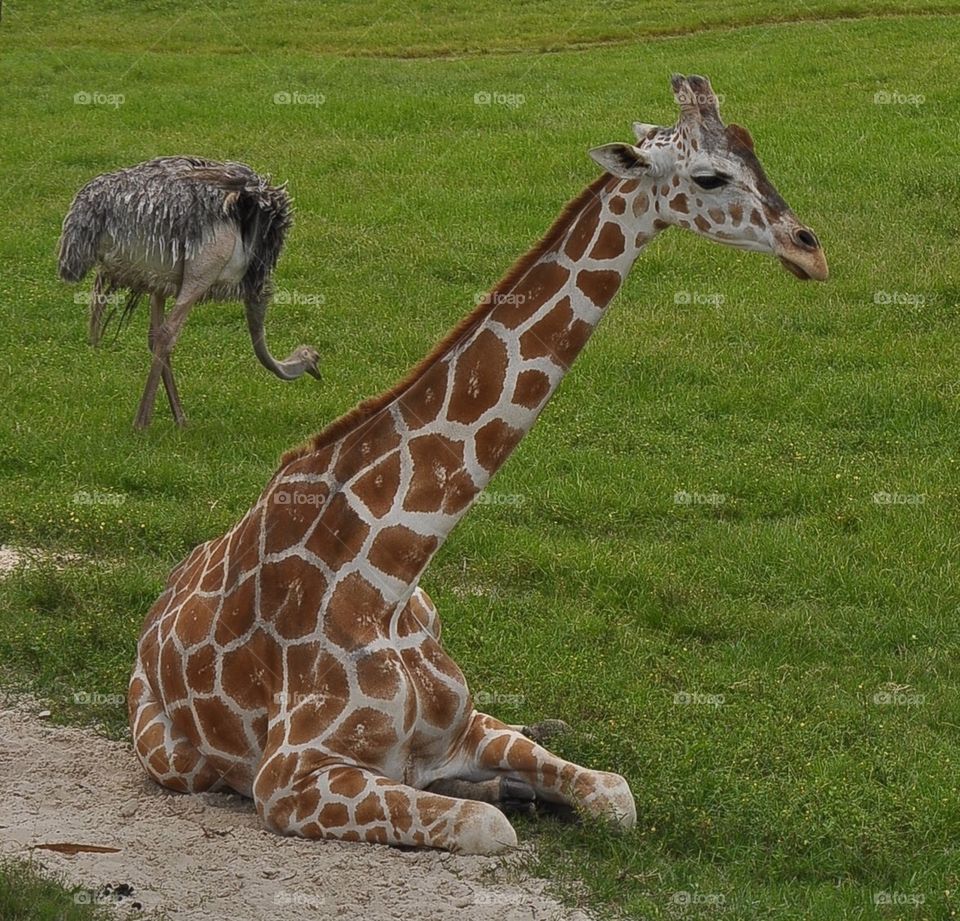 Giraffe and  ostrich friend