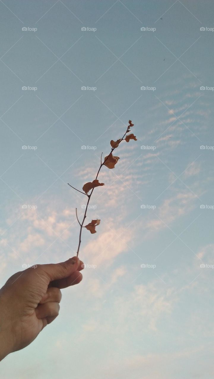 I m holding dried plant