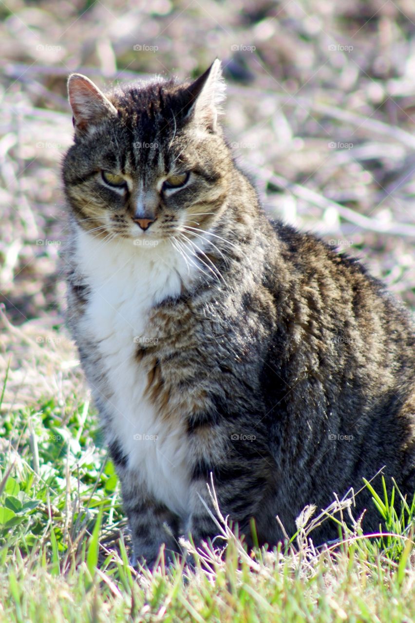 Cats of the USA!