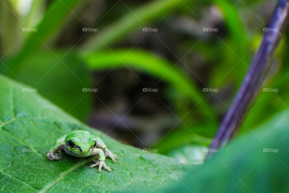 Little frog 